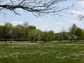 Flowering meadow in spring, in the air above in the foreground still leafless branches Royalty Free Stock Photo